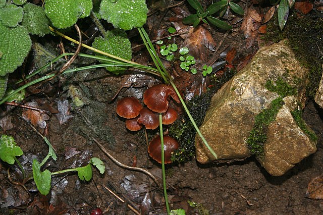 Ruta senderista Torcal de Antequera y Caminito del Rey (Mlaga) - 107